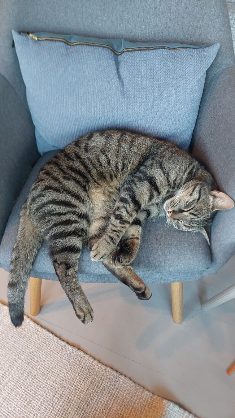 A grey cat with black tiger stripes lying on his side in a blue chair, with the feet sticking out in the front of the chair.