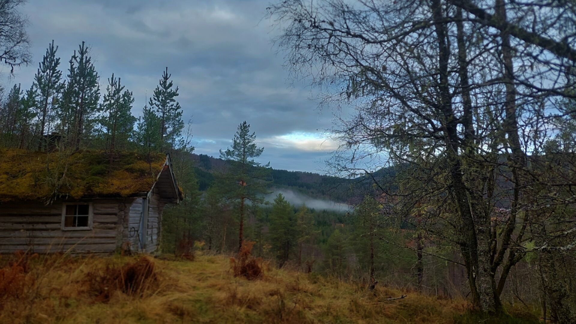 Autumn landscape. 
A grey, weathered cabin to the left. Small pines are growing on end mossy roof. The grass in the front is orange. To the right are some bare trees. To the back a pine forest, a little mist, some low mountains, and a cloudy sky.