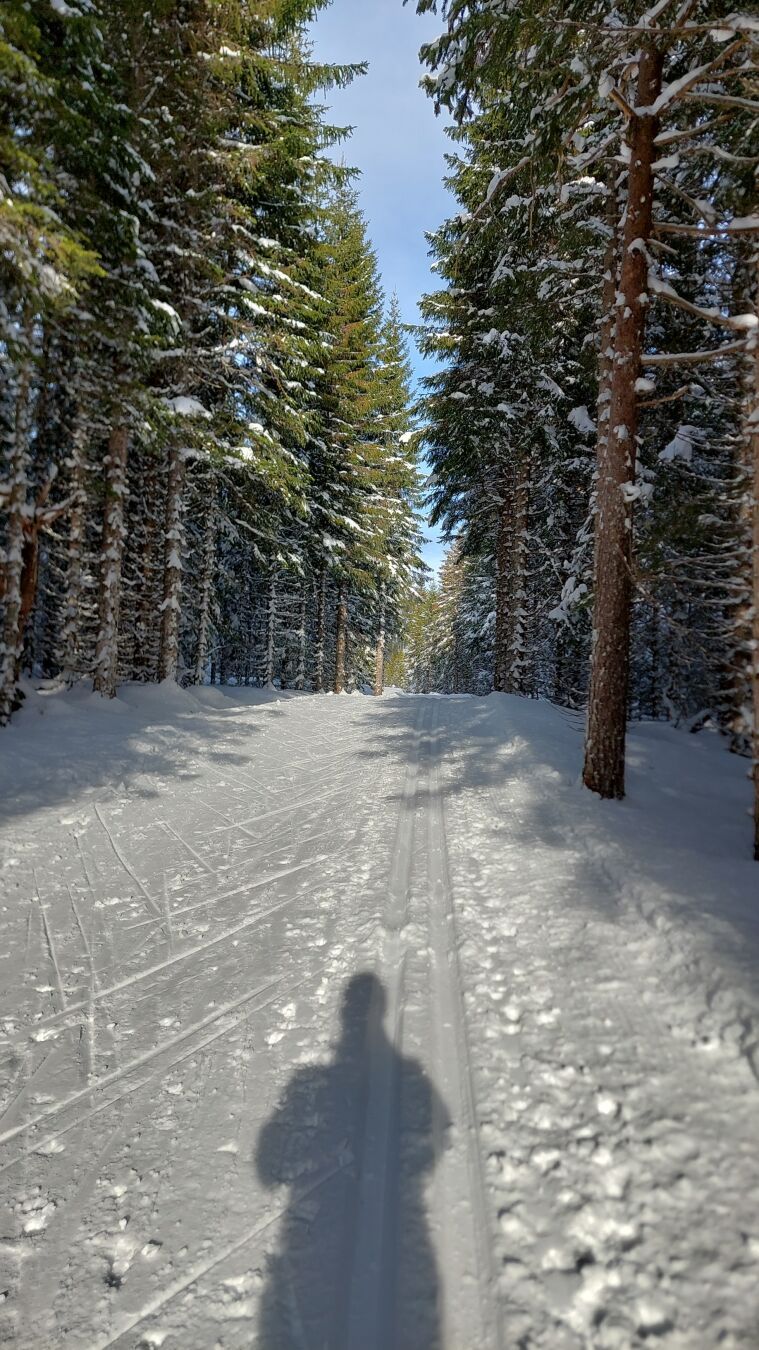 Snow-covered ground, ski tracks going straight ahead. Tall firs standing on each side. A little blue sky between the tree tops. The sun is coming from behind, and my body is casting a shadow on the snow.